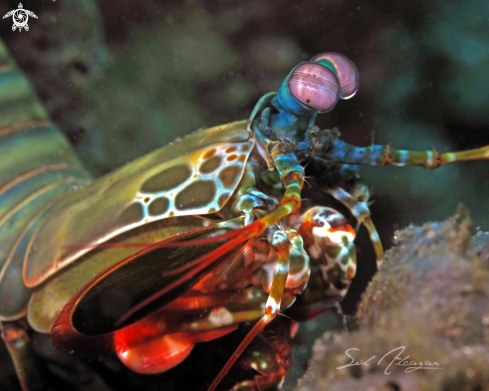 A peacock mantis shrimp