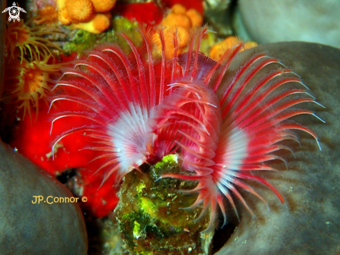 A Red tubicolous worm