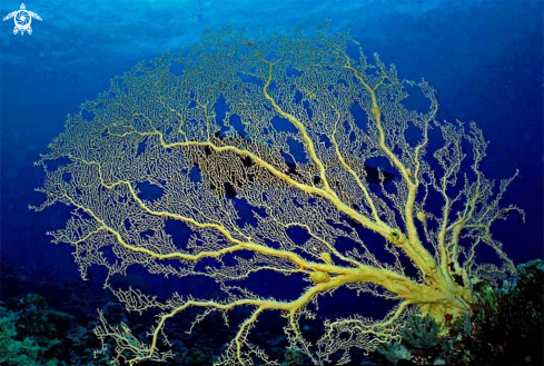 A Gorgonian