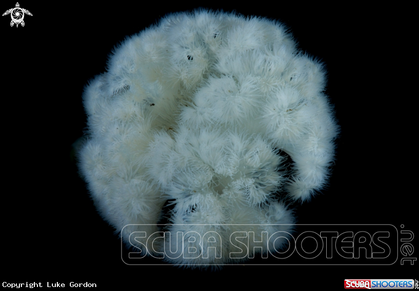 A Giant Plumose Anemone