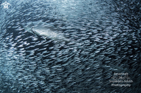 A Menidia menidia | Silversides