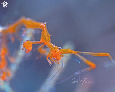 A skeleton shrimp