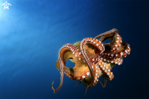 A octopus vulgaris