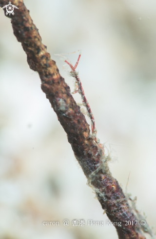 A Skeleton Shrimp