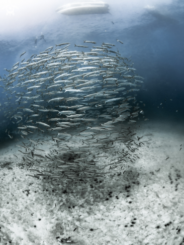 A Chevron Barracuda