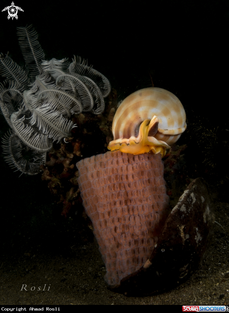 A Banded bonnet shell with eggs