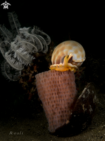 A Banded bonnet shell with eggs