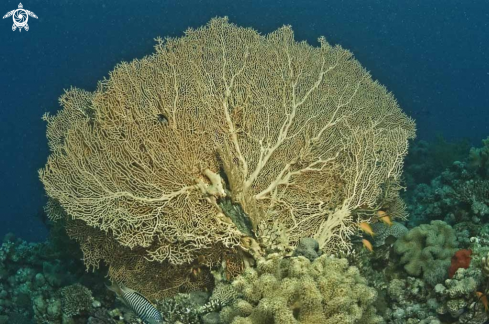 A Gorgonian