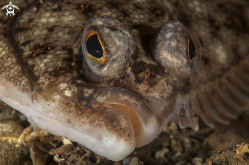 A Flounder