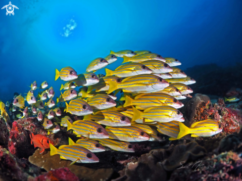 A Blue lined snappers