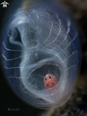 A Amphipod