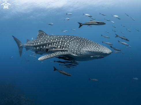 A Rhincodon typus | Whale Shark