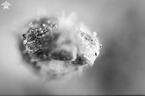 A Baby cuttlefish