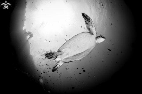 A Green Turtle