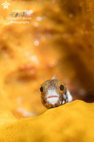 A Secretary Blenny