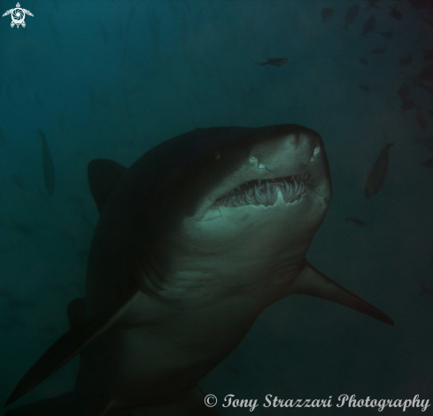 A Grey Nurse Shark