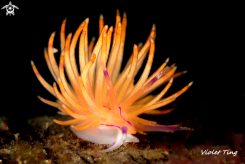 Nudibranch