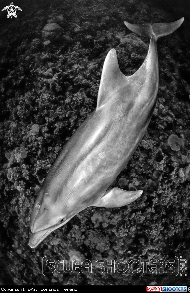 A Bottle noise Dolphin