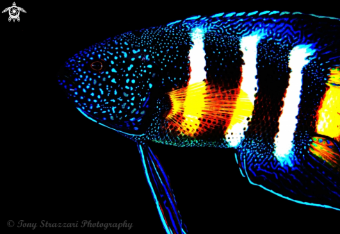 A Paraplesiops bleekeri | Eastern Blue Devilfish