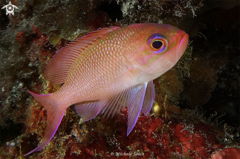 A Anthias anthias | Castagnola rossa