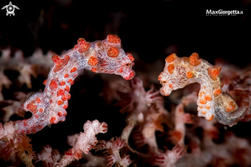 A bargibanti pigmy sea horse