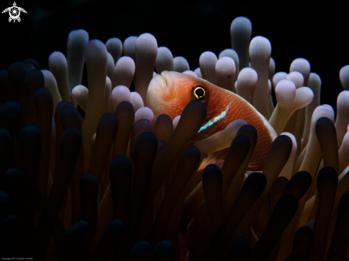 A Clownfish | Clownfish