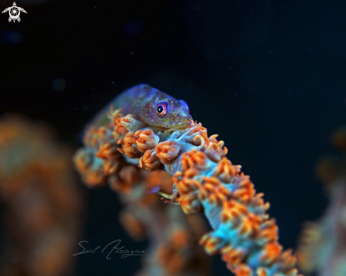 A whip coral goby