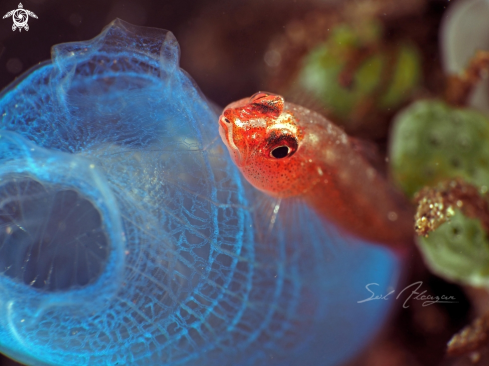 A goby on blue tunicate