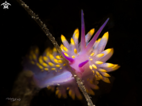 Nudibranch