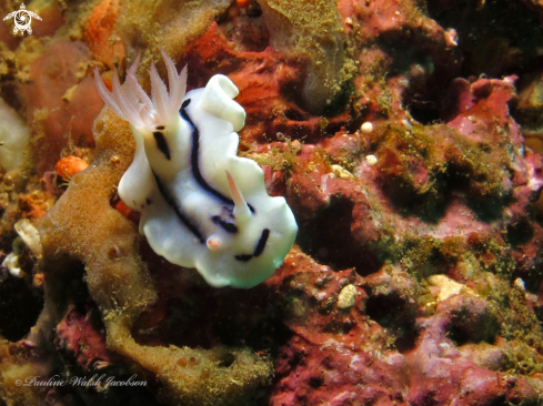 A Chromodoris lochi | Loch's Chromodoris