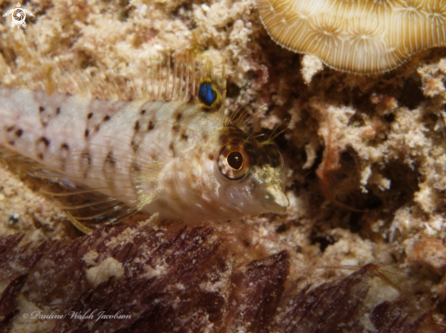 A Diamond Blenny