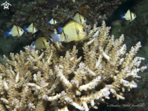 A Reticulated Dascyllus