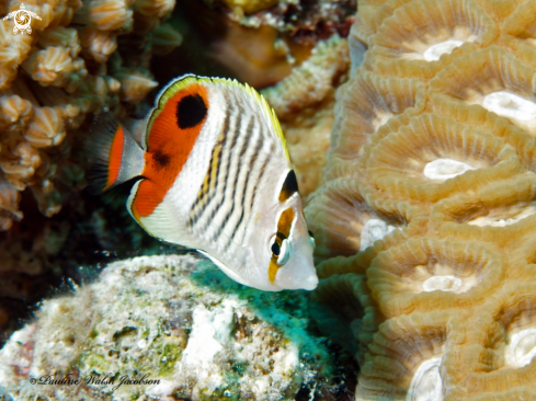 A Eritrean or Crown Butterflyfish