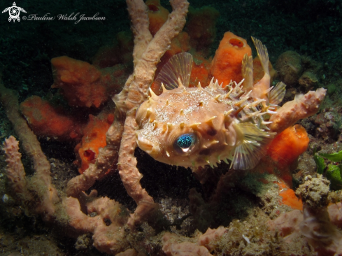 A Cyclichthys orbicularis | Birdbeak Burrfish