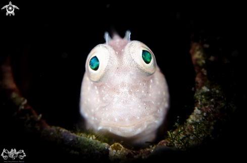 A Blenny