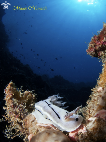 A Nudibranch