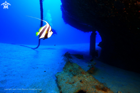 A Jebedah shipwreck