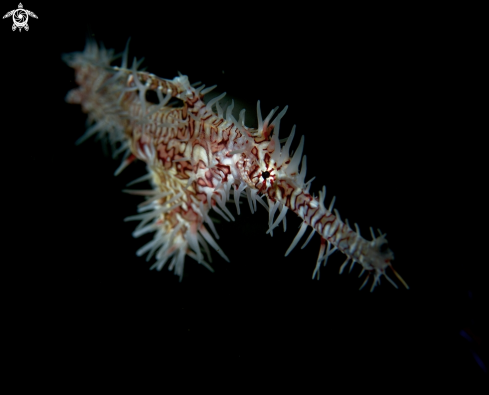 A Ornate Ghost Pipefish