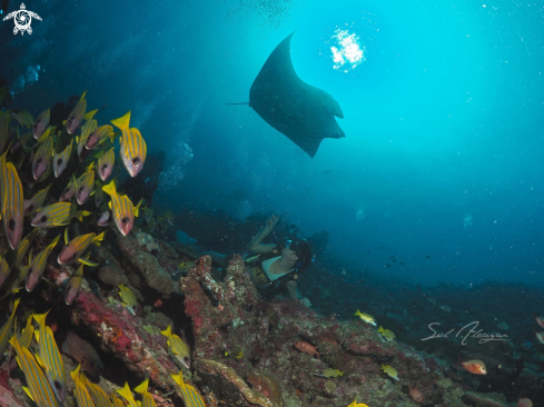 A manta ray and blue lined snappers