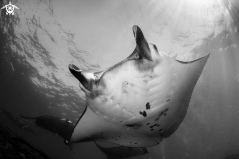 A Manta Ray