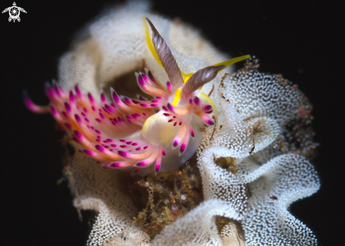 A Nudibranch