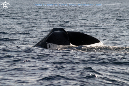 A Megaptera novaeangliae | humpback whale