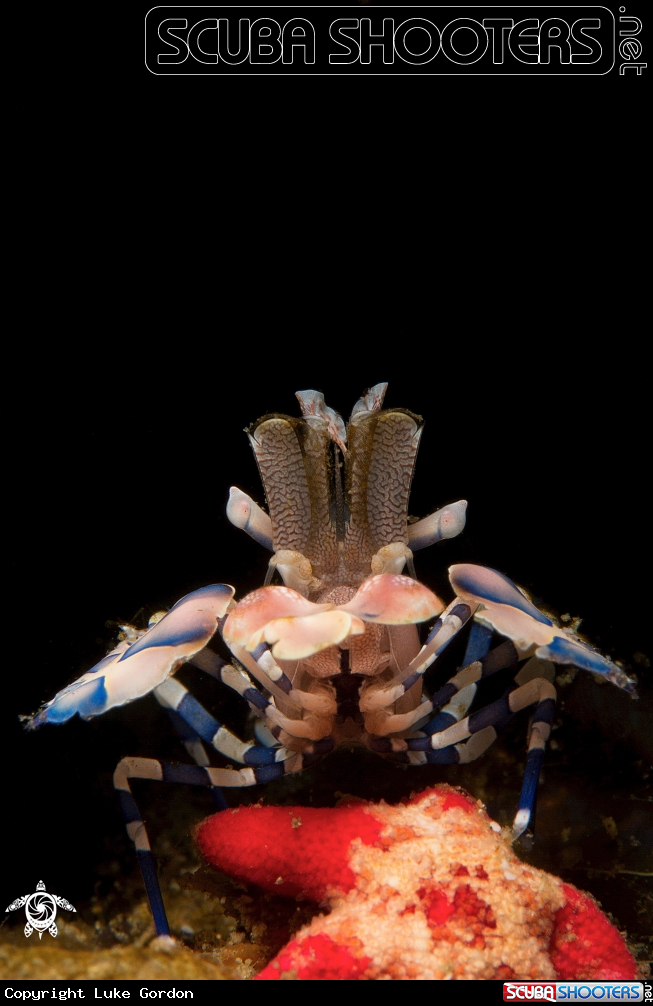 A Harlequin Shrimp