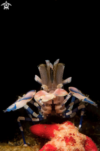 A Harlequin Shrimp