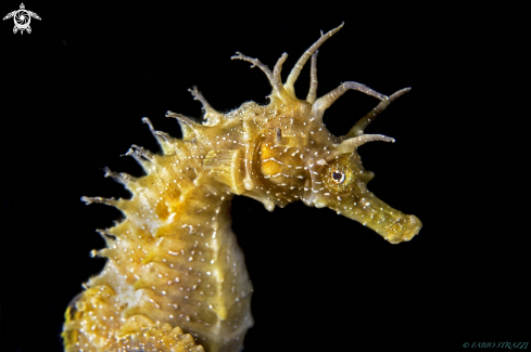 A Hippocampus guttulatus