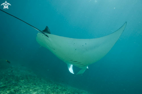 A manta ray