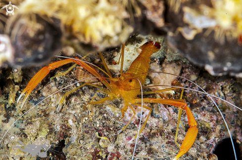 A Stenopus spinosus | Camaron de antenas largas