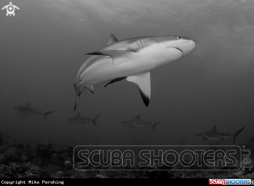 A Grey reef sharks