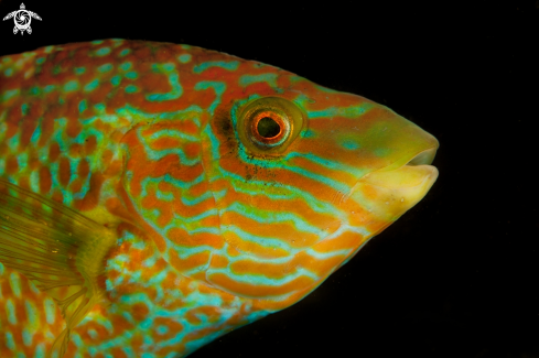 A Corkwing wrasse