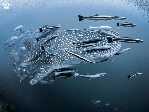 A Rhincodon typus | Whale Shark